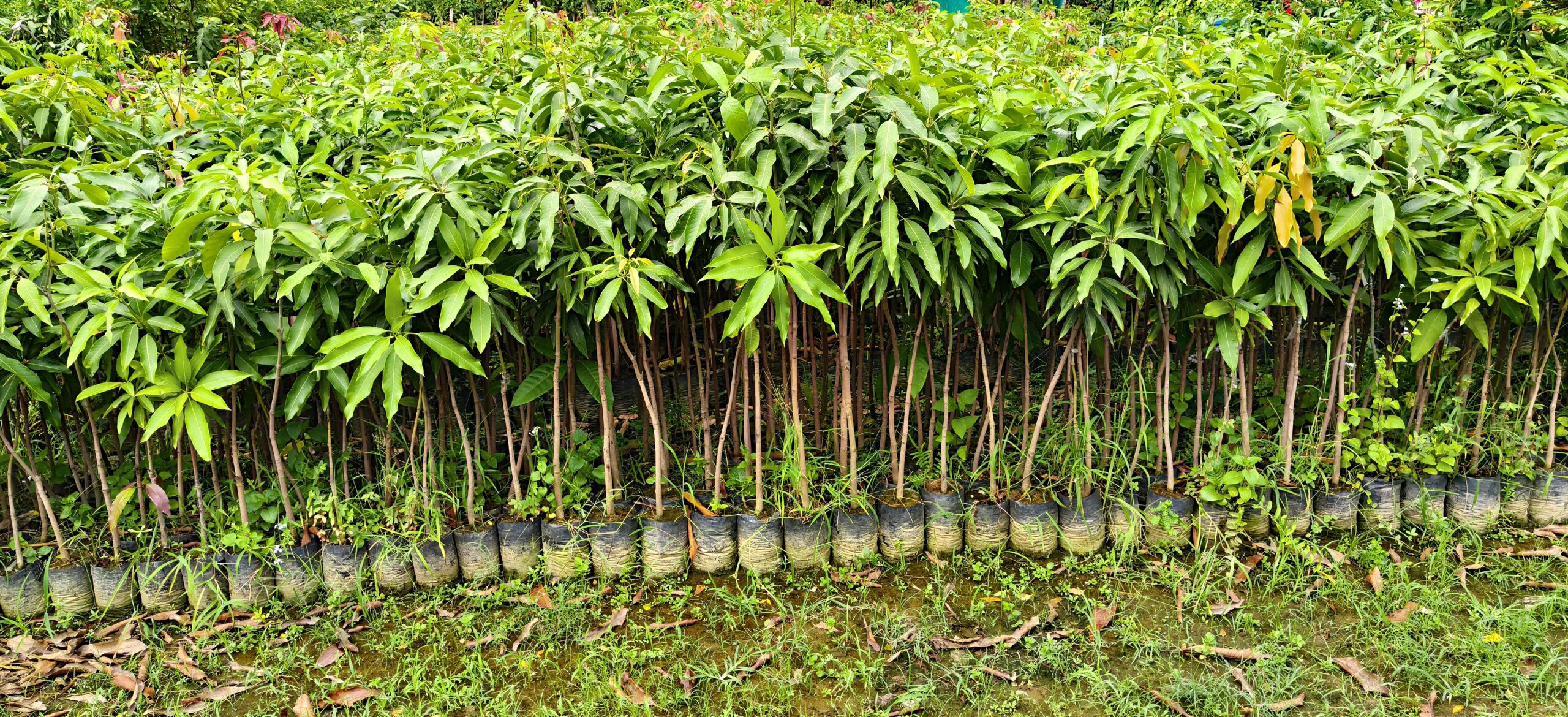 Mango Grafted Plants Variety Dashehri