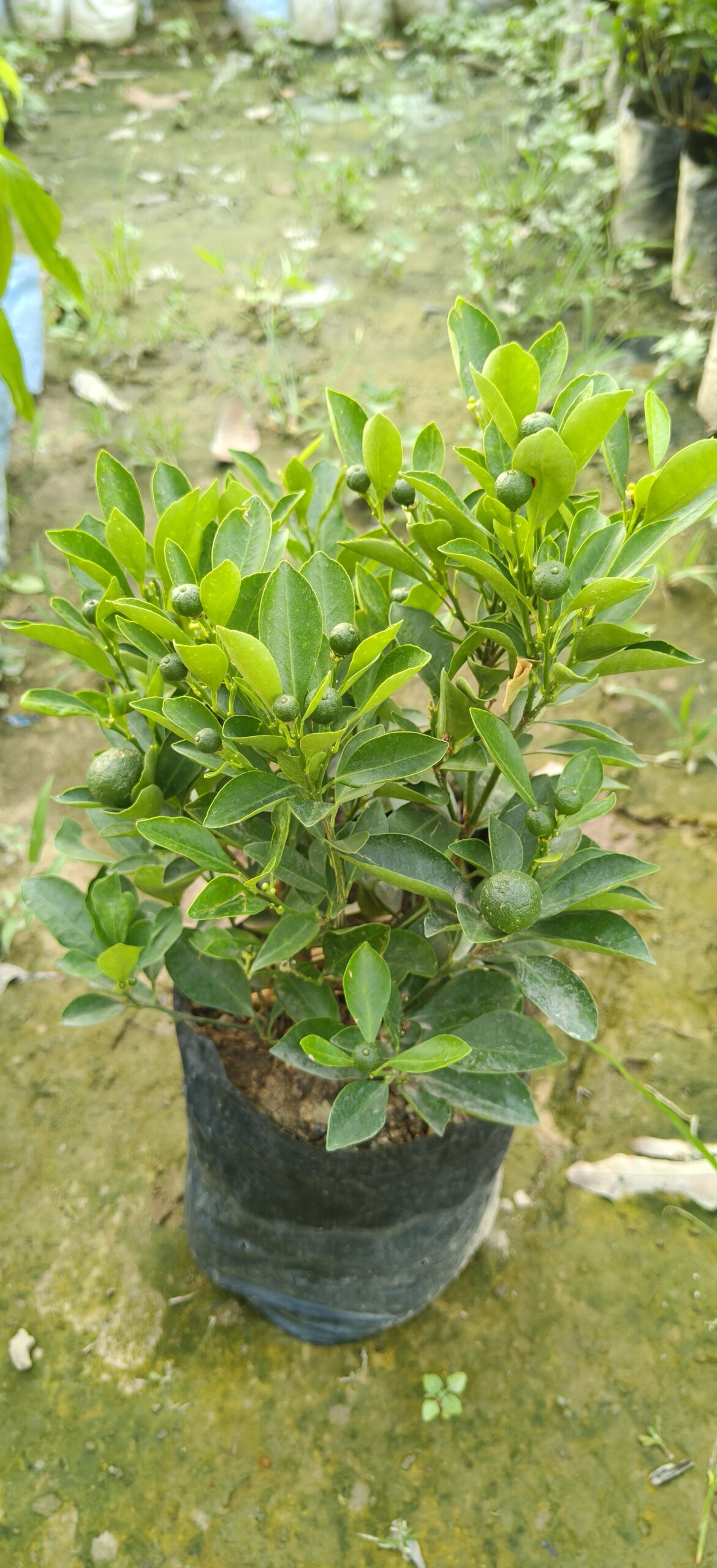 All time Kagaji Lime Hajara