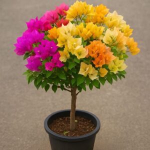 Multi Colour Grafted Bougainvillea